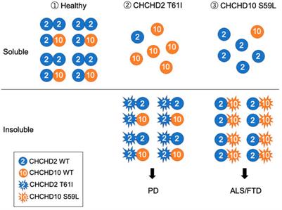 Neurodegeneration-associated mitochondrial proteins, CHCHD2 and CHCHD10–what distinguishes the two?